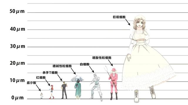 日本网友绘制《工作细胞》登场角色真实大小，巨噬细胞原来这么大