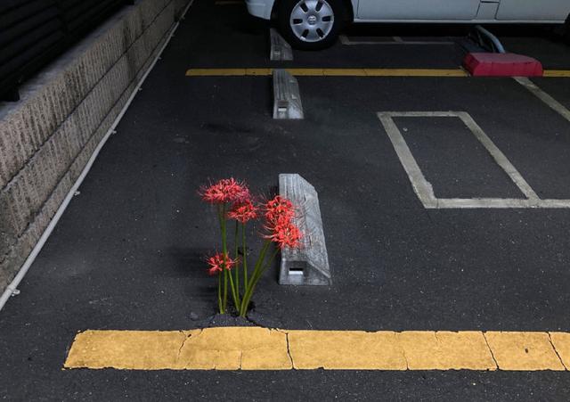 日本停车场里长出了彼岸花，结果动漫爱好者们纷纷玩起了梗