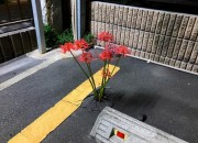 日本停车场里长出了彼岸花，结果动漫爱好者们纷纷玩起了梗