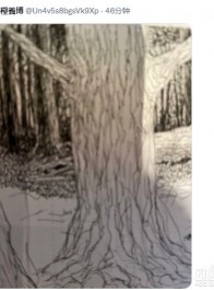 《全职猎人》作者富坚义博推特再更新：神秘大树